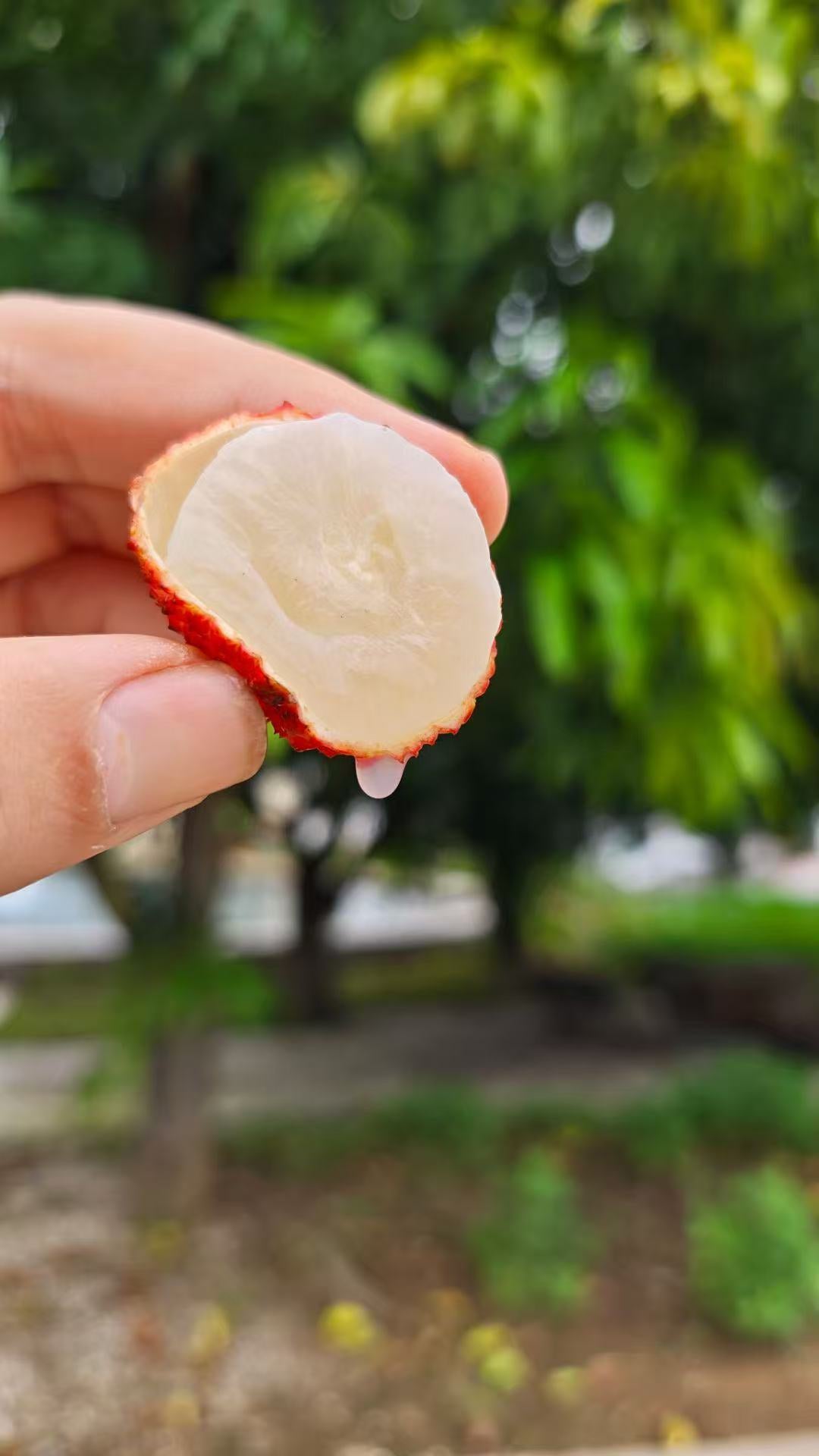 種無しライチ　2kg/箱